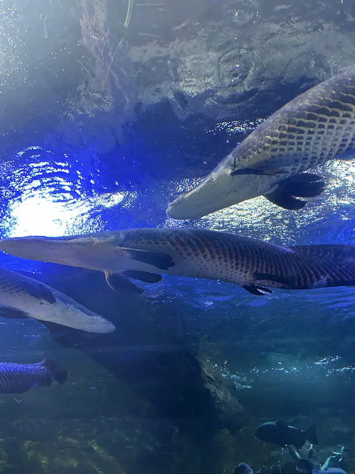 Large arapaima fish swimming inside Aqua Planet Ilsan aquarium