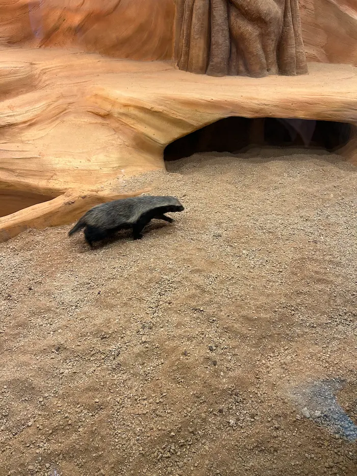 Honey badger walking inside its enclosure at Aqua Planet Ilsan