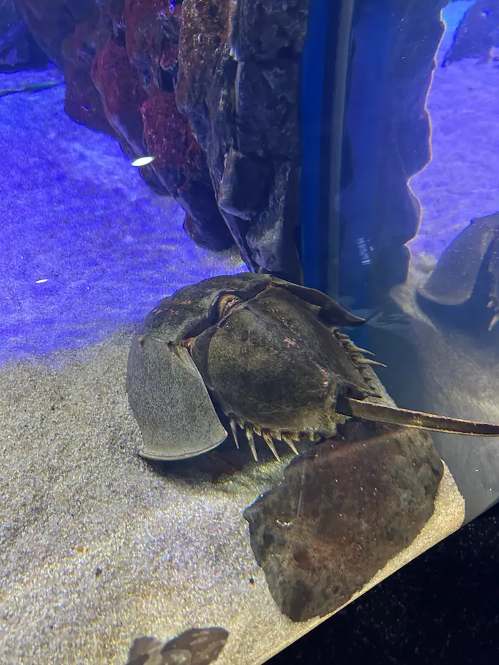 Horseshoe crab resting on the sandy floor inside Aqua Planet Ilsan aquarium