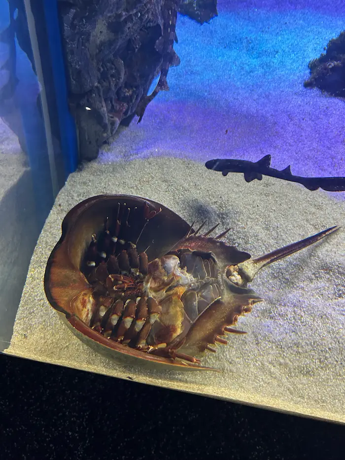 Underside view of a horseshoe crab at Aqua Planet Ilsan aquarium