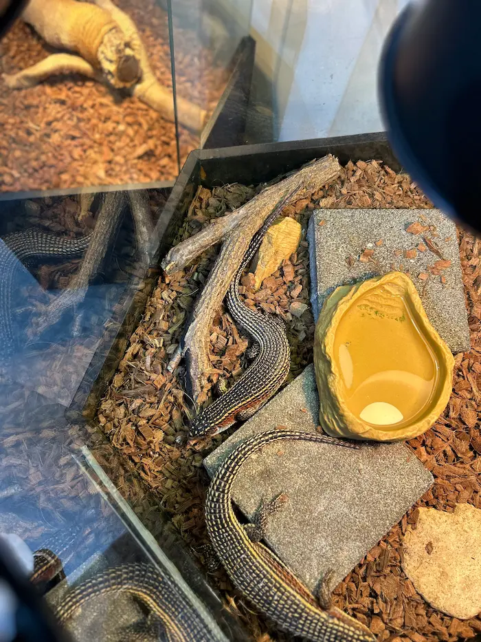 Lizards displayed inside the reptile exhibit at Aqua Planet Ilsan