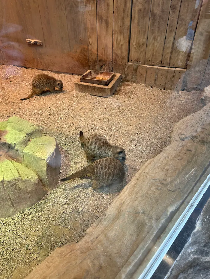 Meerkats inside the animal exhibit at Aqua Planet Ilsan in Goyang, South Korea