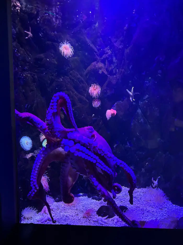 Giant octopus exhibit inside Aqua Planet Ilsan aquarium