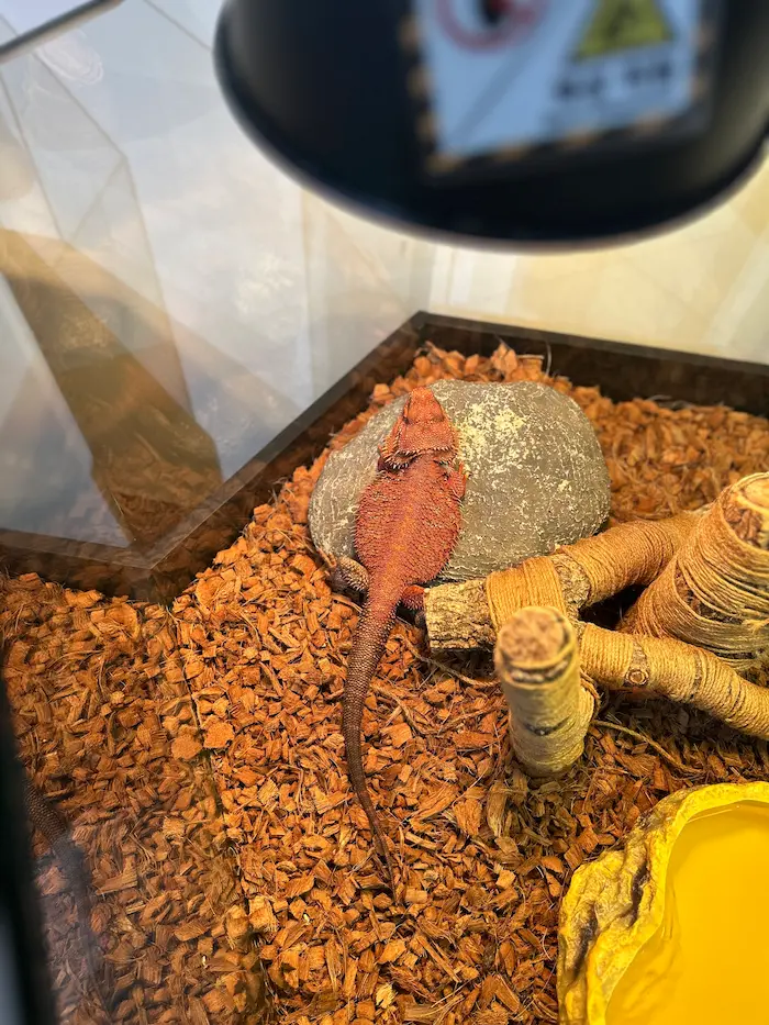 Red-colored lizard inside the reptile exhibit at Aqua Planet Ilsan
