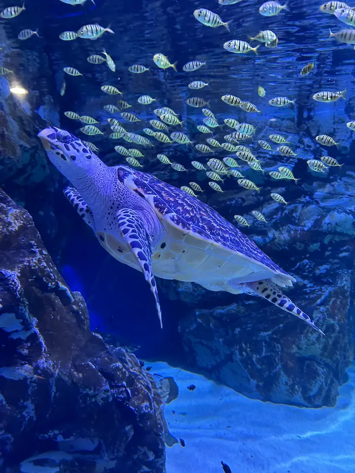 Sea turtle swimming inside Aqua Planet Ilsan aquarium in Goyang, South Korea