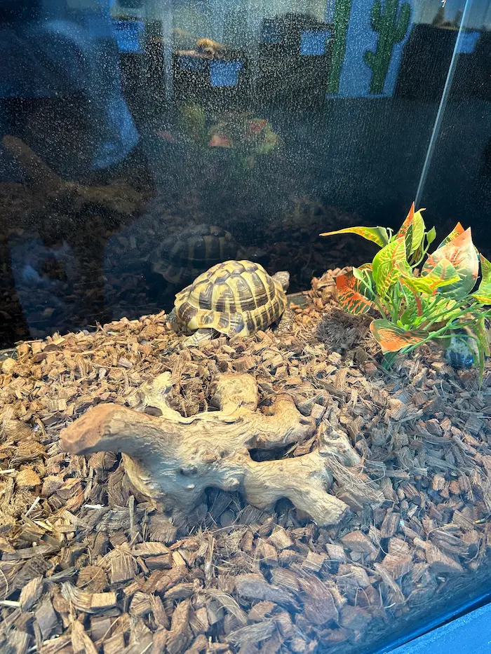 Tortoise inside the reptile exhibit at Aqua Planet Ilsan